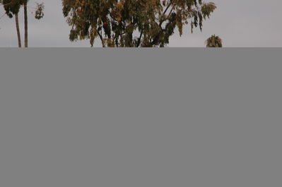 DSC_4377.JPG